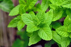 HERBS