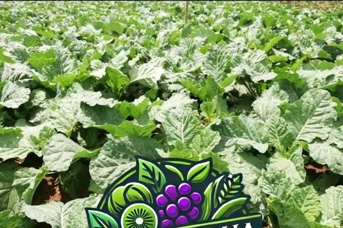 KALE