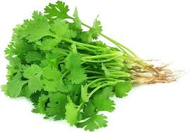 CORIANDER-DANIA