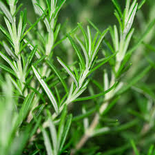 ROSEMARY