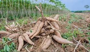 CASSAVA