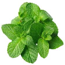 MINT LEAVES