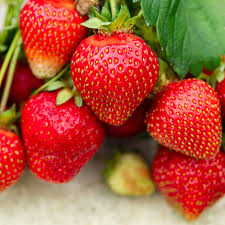 https://nyandaruafreshgroceries.co.ke/storage/app/public/products/strawberry.jpg