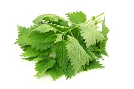 STINGING NETTLE